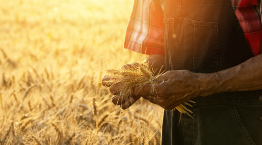 Un agriculteur tient du blé dans ses mains