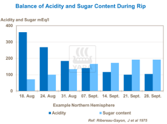 Graphique sur équilibre entre acidité et teneur en sucre durant récolte