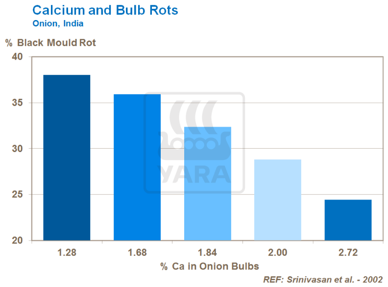 Lien entre calcium et pourriture des bulbes
