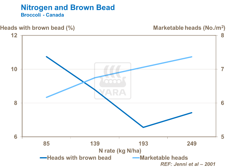 Azote et grain marron - Brocoli