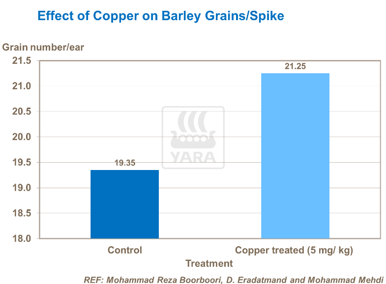 Effet du cuivre sur grains d'orge
