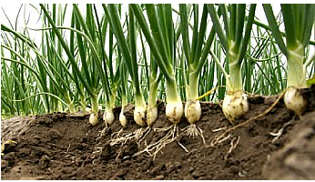 culture d'oignon