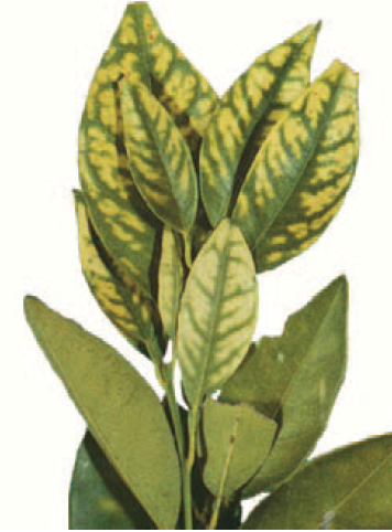 Feuille avec carence en zinc