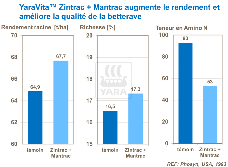 YaraVita Zintrac + Mantrac augmente rendement et qualité de la betterave
