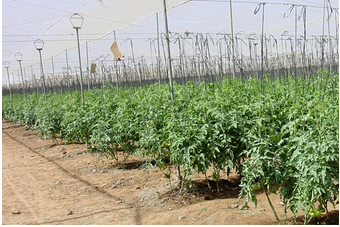 Tomates cultivées dans le sol