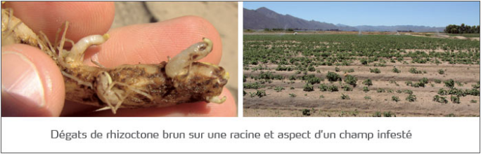 Champ infesté par le rhizoctone brun