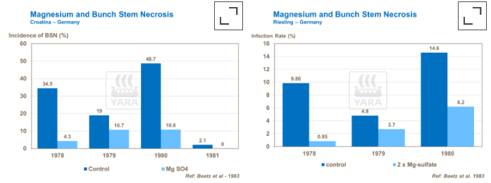 Magnésium et nécrose des rafles du raisin de cuve