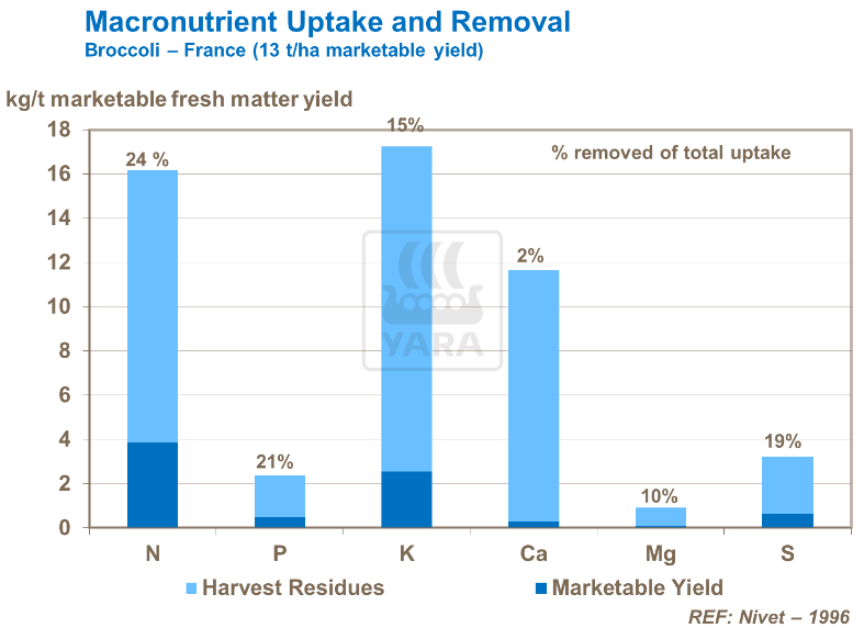 Absorption et élimination des macro-nutriments - Brocoli
