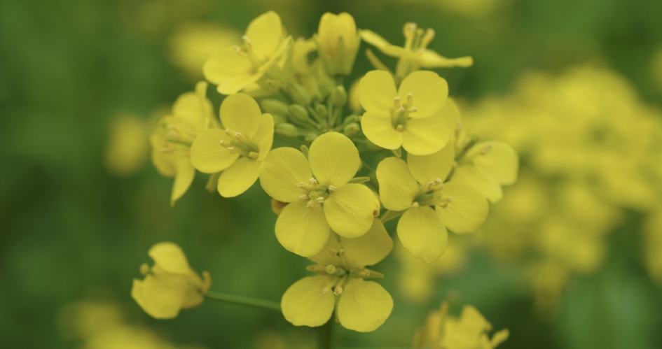 Fleurs de colza en bonne santé