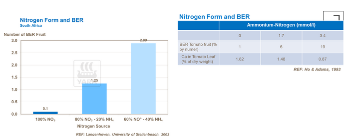 graphique azote névrose apicale tomates
