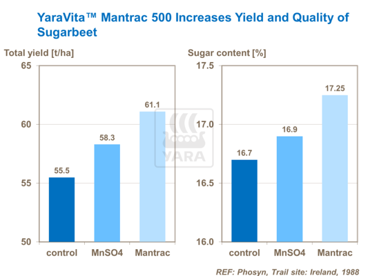 Graphique sur Yara Vita Mantrac 500 augmente le rendement et la qualité des betteraves