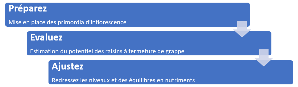 Les 3 phases clés du programme Grappilote 