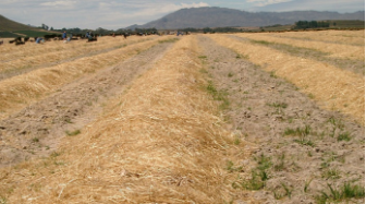 Préservation des oignons dans le champ sous la paille