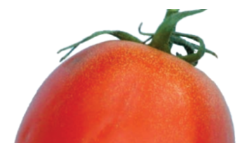 tomate victime de moucheture dorée