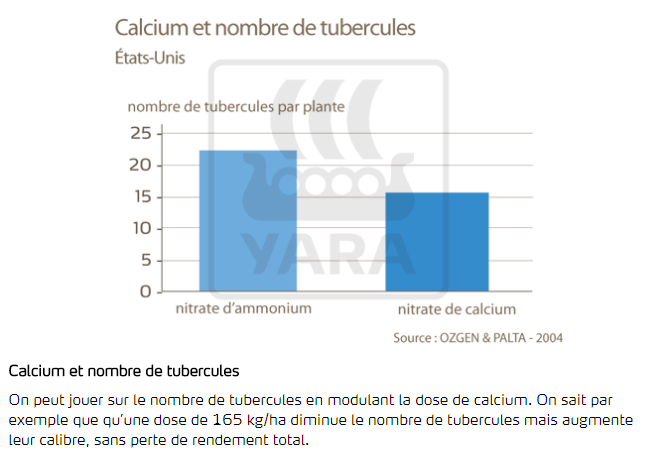 calcium et nombre de tubercules