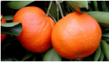 Satsumas