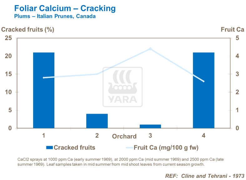 Calcium foliaire et fissuration - Prunes