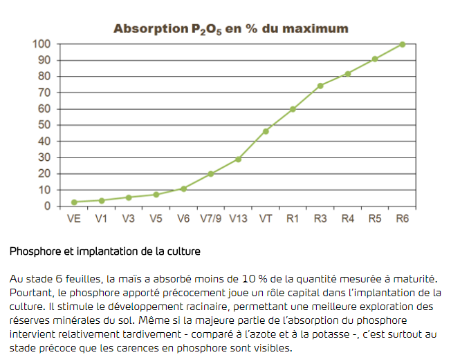 Phosphore et implantation de la culture