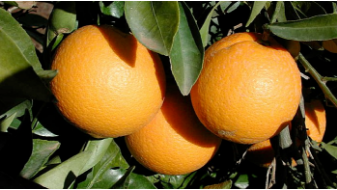 La peau des oranges mûres devient orange vif dans les climats méditerranéens.