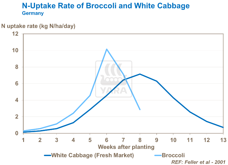 Taux d'absorption de l'azote du brocoli et du chou blanc
