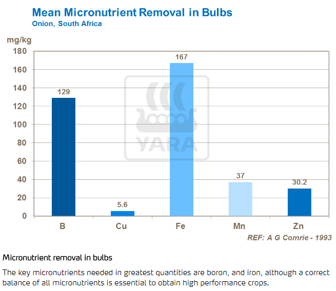 Élimination moyenne de micronutriments dans les bulbes