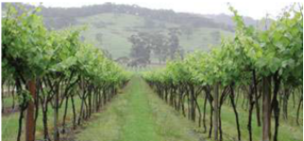 Herbes recouvrant allées de vignes