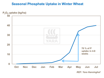 Absorbtion phosphore par blé d'hiver