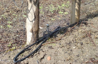 engrais au pied des arbres