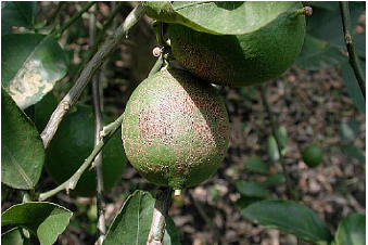 L'a cochenille réduit l'attrait du marché