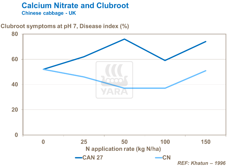 Nitrate de calcium et hernie - Chou chinois