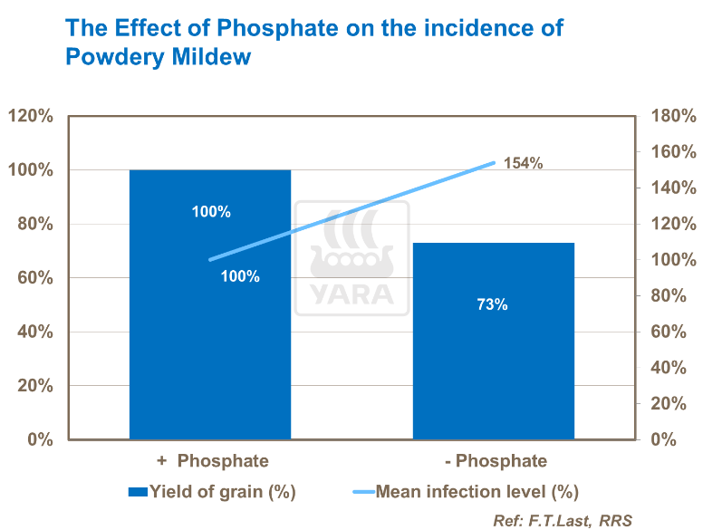 Effet du phosphate sur mildiou poudreux