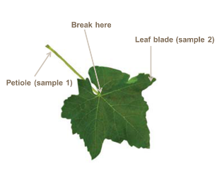 Schéma analyses pétiolaires