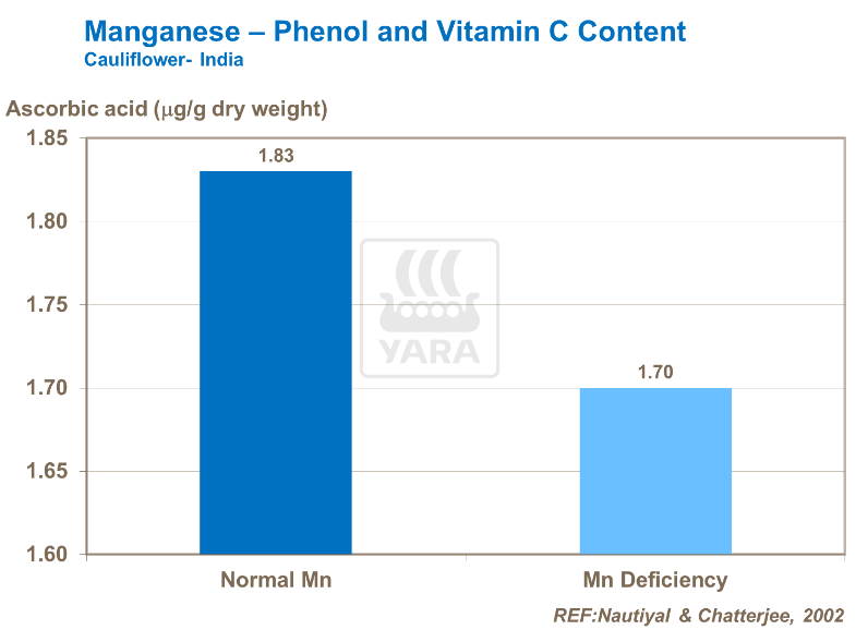 Manganèse - Teneur en phénol et vitamine C - Chou-fleur