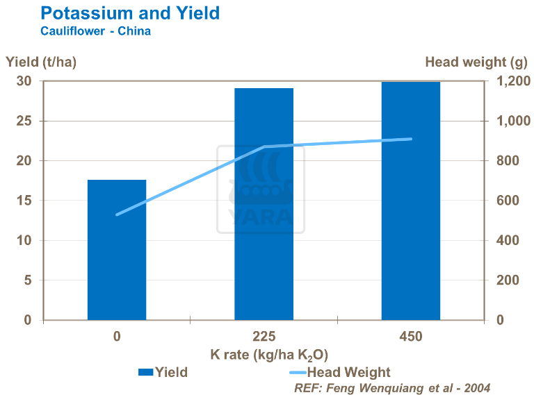 Potassium et rendement - Chou-fleur