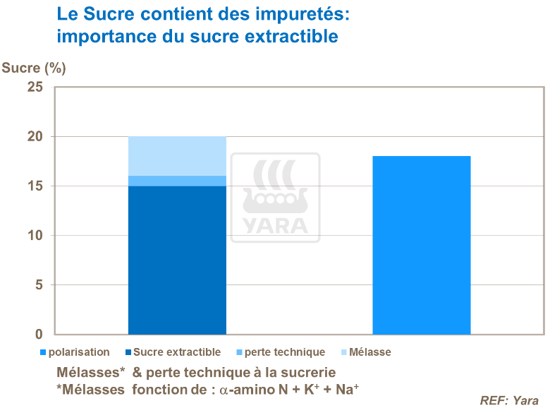 Importance du sucre extractible