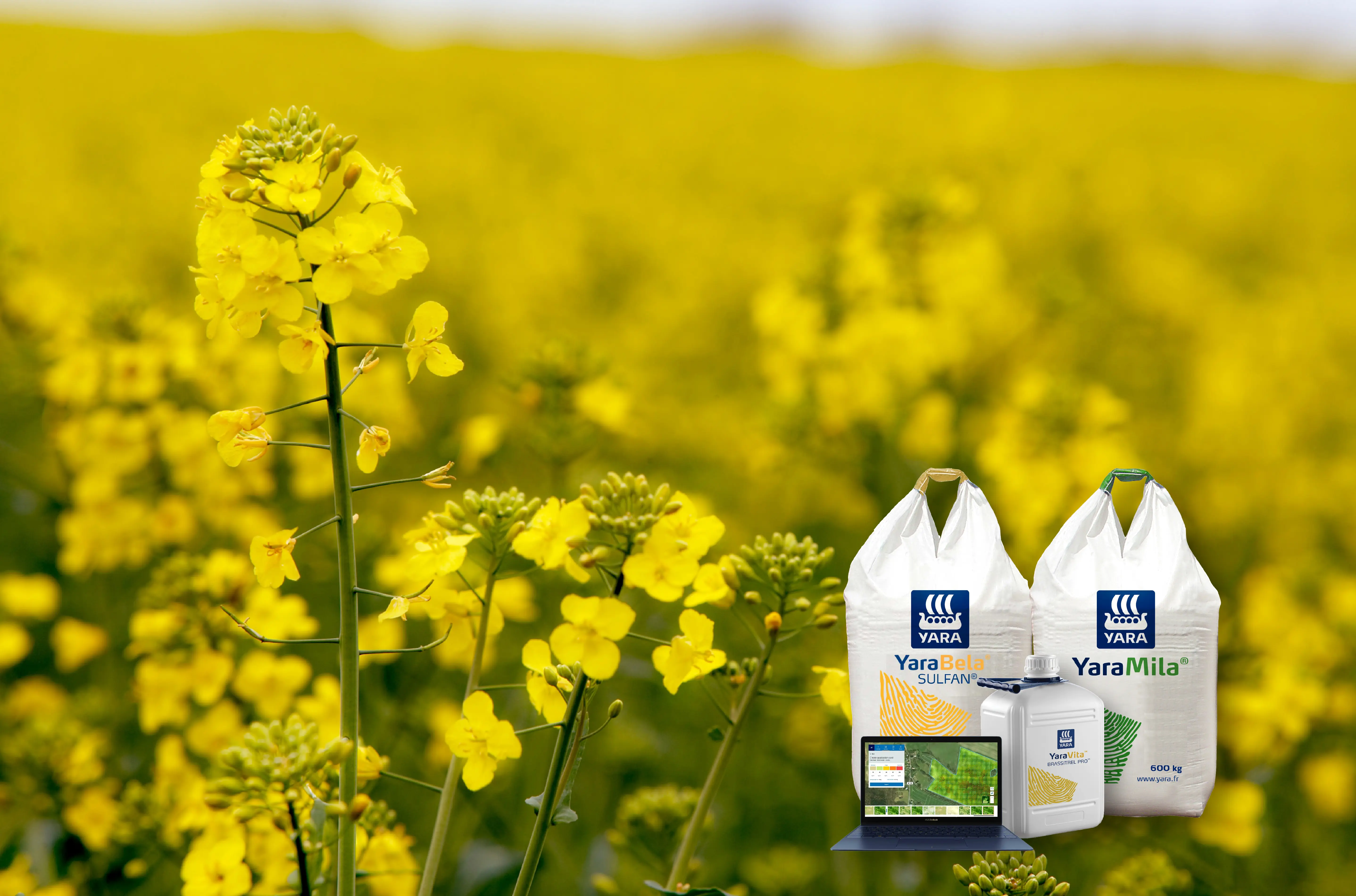 champ de colza produits yara