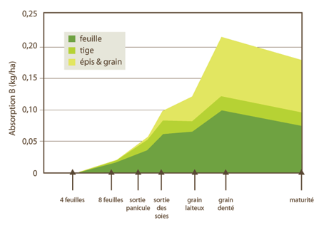 Absorption du bore par stades de croissance du maïs
