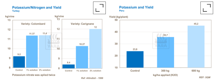 Effet du potassium et de l'azote sur le rendement
