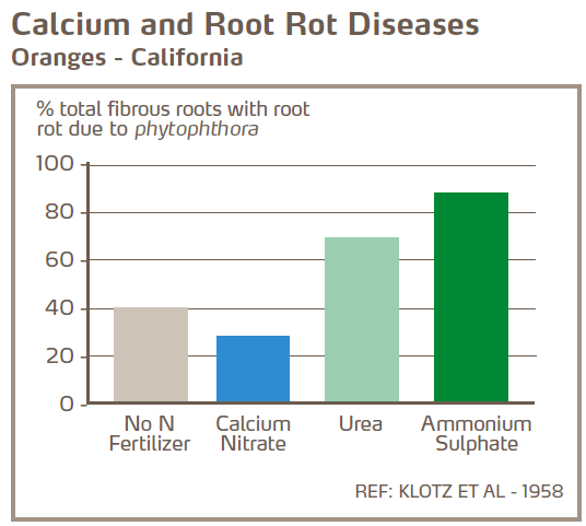 Calcium et maladies liées à la pourriture racinaire des agrumes - Oranges