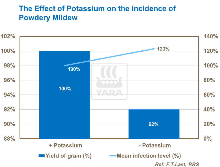 Effet du potassium sur mildiou poudreux 