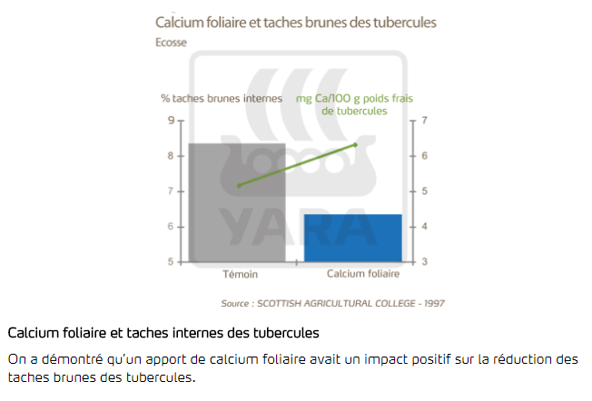 Calcium foliaire et taches brunes des tubercules