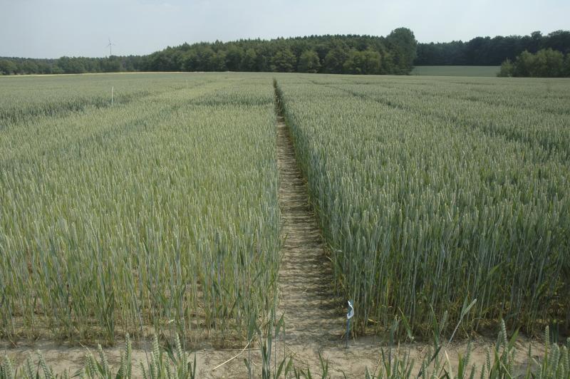 Carence en azote sur une culture de blé.