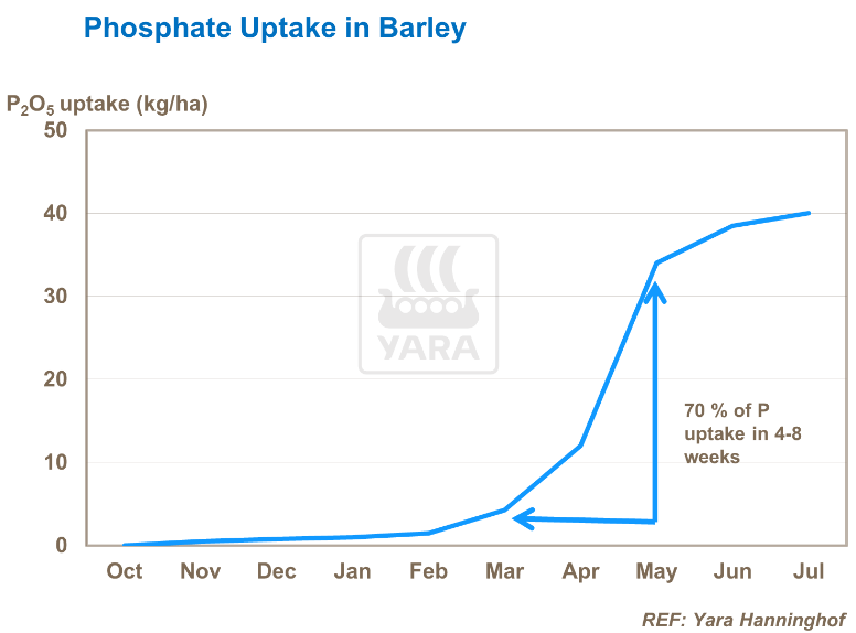 Absorption du phosphate par orge 