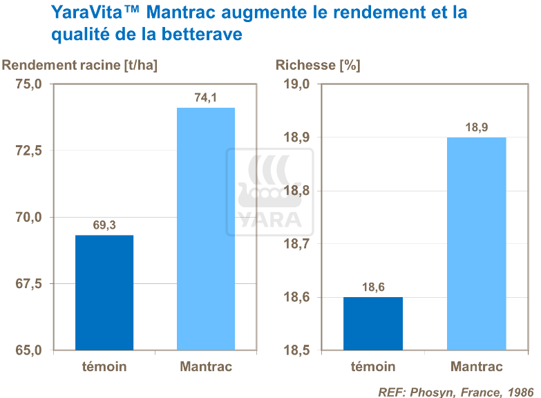Effets de YaraVita Mantrac sur rendement et qualité de la betterave