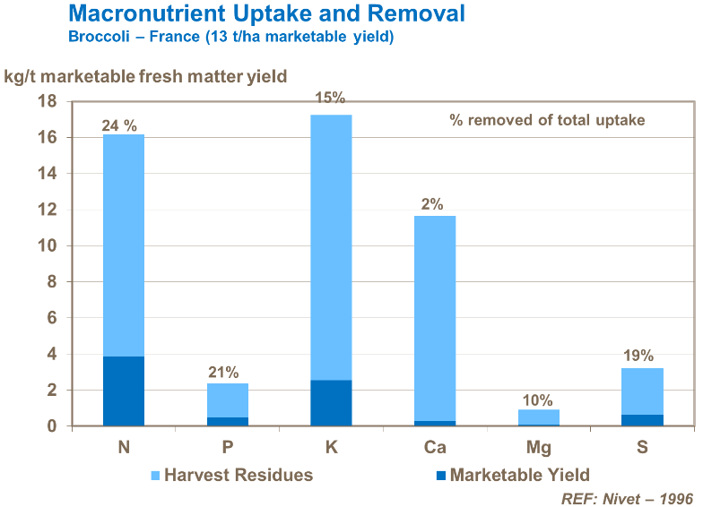 Absorption et élimination des macro-nutriments - Brocoli
