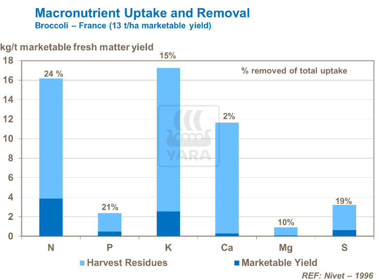 Absorption et élimination des macro-nutriments - Brocoli