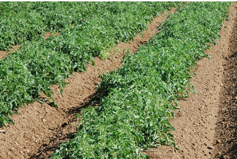 Plants de tomates déterminés