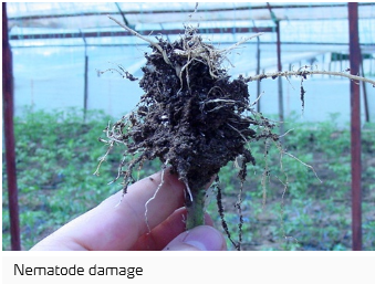 Un plan abîmé par des nématodes