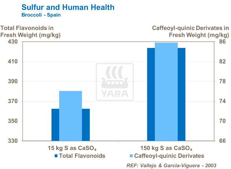 Soufre et santé humaine - Brocoli