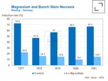 Liens entre magnésium et nécrose des rafles